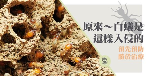 家裡 白蟻|為什麼會有白蟻？讓白蟻專家教你在家防治